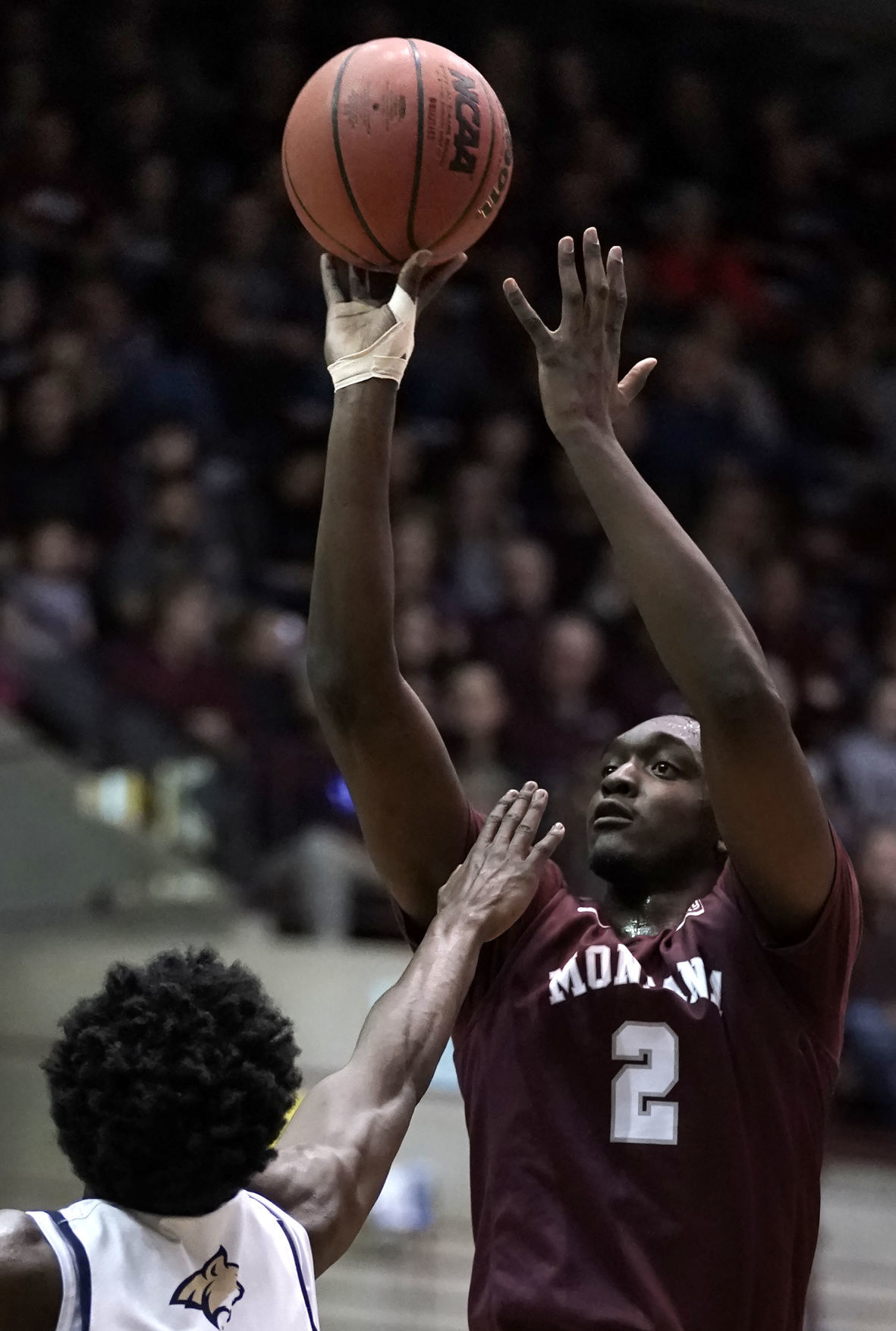Griz v Cats-8-tm.jpg
